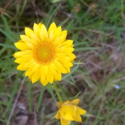 Xerochrysum viscosum (Sticky Everlasting) at Kambah, ACT - 16 Nov 2021 by RosemaryRoth