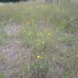 Xerochrysum viscosum at Kambah, ACT - 17 Nov 2021 10:12 AM