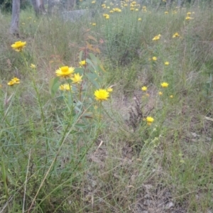 Xerochrysum viscosum at Kambah, ACT - 17 Nov 2021 10:12 AM