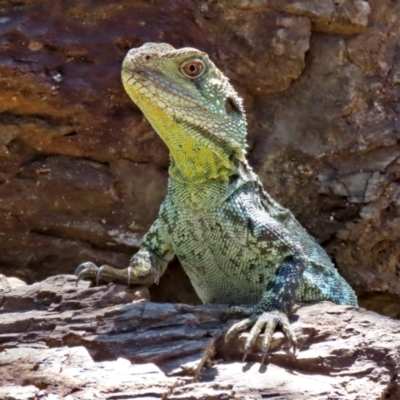 Intellagama lesueurii howittii (Gippsland Water Dragon) at ANBG - 16 Nov 2021 by RodDeb