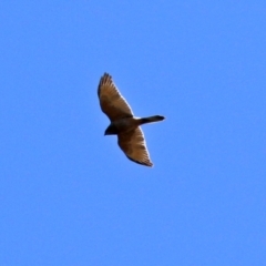 Accipiter fasciatus (Brown Goshawk) at ANBG - 16 Nov 2021 by RodDeb