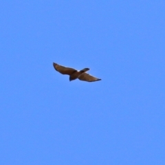 Accipiter fasciatus at Acton, ACT - 16 Nov 2021