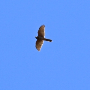 Accipiter fasciatus at Acton, ACT - 16 Nov 2021