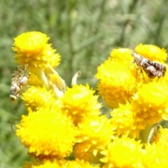 Tebenna micalis (Small Thistle Moth) at Sth Tablelands Ecosystem Park - 16 Nov 2021 by AndyRussell