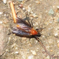 Bibio imitator (Garden maggot) at ANBG - 16 Nov 2021 by RodDeb