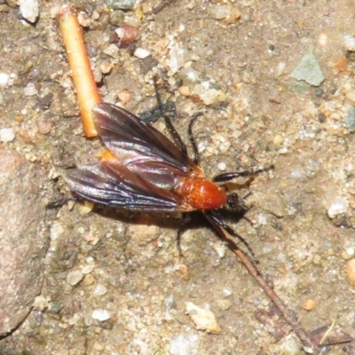 Bibio imitator (Garden maggot) at Acton, ACT - 16 Nov 2021 by RodDeb