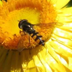 Melangyna viridiceps (Hover fly) at ANBG - 16 Nov 2021 by RodDeb