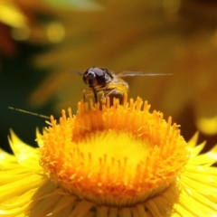 Melangyna viridiceps at Acton, ACT - 16 Nov 2021 12:00 PM