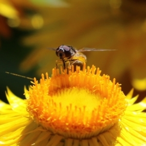 Melangyna viridiceps at Acton, ACT - 16 Nov 2021 12:00 PM