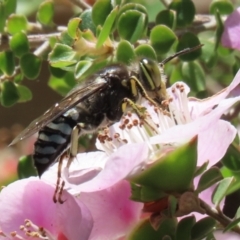 Bembix sp. (genus) (Unidentified Bembix sand wasp) at ANBG - 16 Nov 2021 by RodDeb