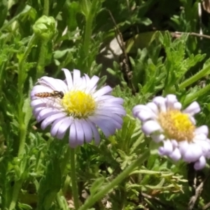 Syrphidae (family) at Molonglo Valley, ACT - 16 Nov 2021