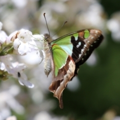 Graphium macleayanum (Macleay's Swallowtail) at ANBG - 16 Nov 2021 by RodDeb