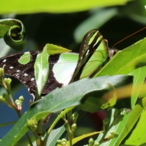 Graphium macleayanum at Acton, ACT - 16 Nov 2021