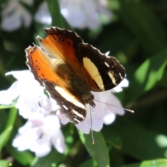 Vanessa itea (Yellow Admiral) at Acton, ACT - 16 Nov 2021 by RodDeb