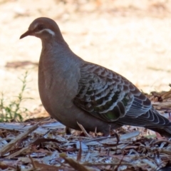 Phaps chalcoptera (Common Bronzewing) at ANBG - 16 Nov 2021 by RodDeb