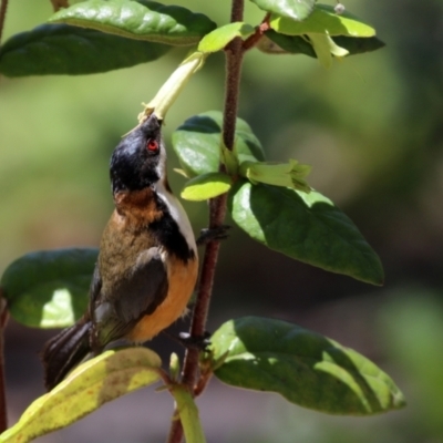 Acanthorhynchus tenuirostris (Eastern Spinebill) at Acton, ACT - 16 Nov 2021 by RodDeb