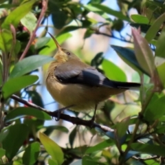 Acanthorhynchus tenuirostris at Acton, ACT - 16 Nov 2021