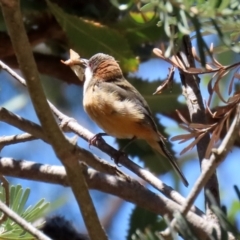 Acanthorhynchus tenuirostris at Acton, ACT - 16 Nov 2021