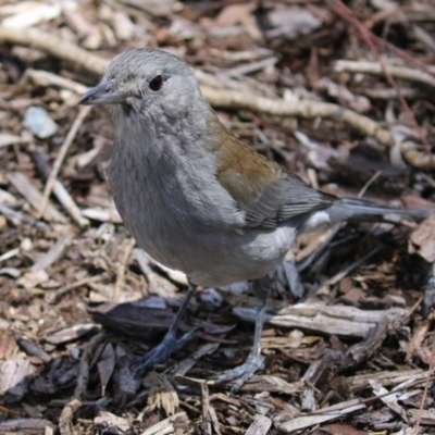 Colluricincla harmonica (Grey Shrikethrush) at Acton, ACT - 16 Nov 2021 by RodDeb