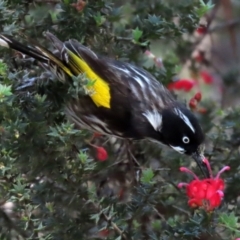 Phylidonyris novaehollandiae (New Holland Honeyeater) at ANBG - 16 Nov 2021 by RodDeb