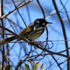 Phylidonyris novaehollandiae at Acton, ACT - 16 Nov 2021