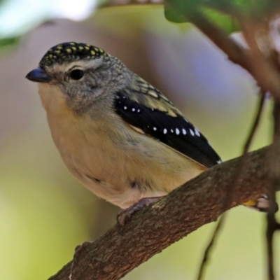 Pardalotus punctatus (Spotted Pardalote) at Acton, ACT - 16 Nov 2021 by RodDeb