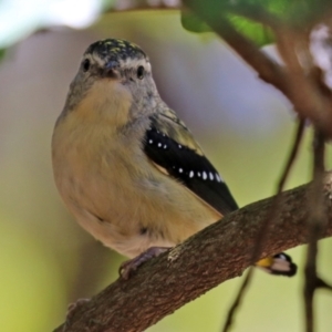 Pardalotus punctatus at Acton, ACT - 16 Nov 2021