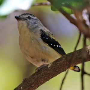 Pardalotus punctatus at Acton, ACT - 16 Nov 2021