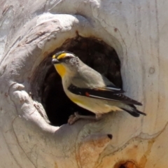 Pardalotus striatus (Striated Pardalote) at Acton, ACT - 16 Nov 2021 by RodDeb