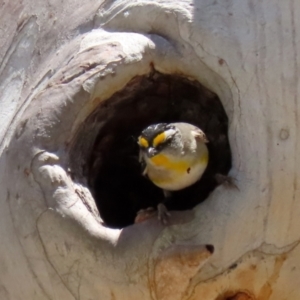 Pardalotus striatus at Acton, ACT - 16 Nov 2021