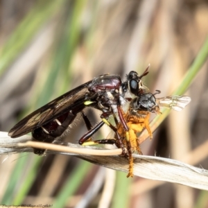 Daptolestes limbipennis at Bruce, ACT - 17 Nov 2021