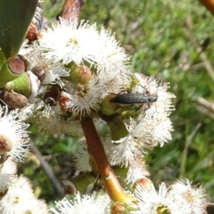 Eleale sp. (genus) at Molonglo Valley, ACT - 17 Nov 2021