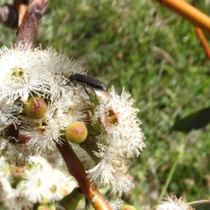 Eleale sp. (genus) at Molonglo Valley, ACT - 17 Nov 2021