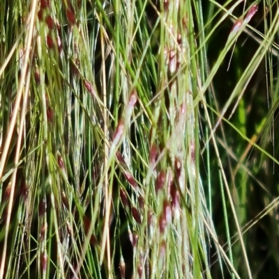 Nassella trichotoma (Serrated Tussock) at Jerrabomberra, ACT - 17 Nov 2021 by Mike