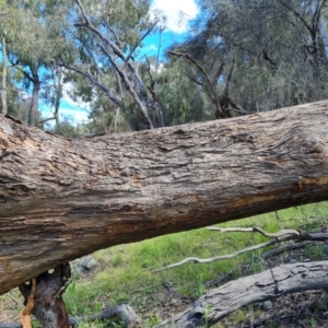 Eucalyptus bridgesiana at Jerrabomberra, ACT - 17 Nov 2021 03:35 PM