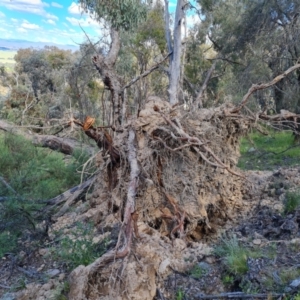 Eucalyptus bridgesiana at Jerrabomberra, ACT - 17 Nov 2021