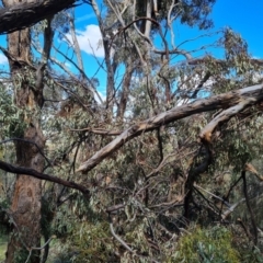 Eucalyptus bridgesiana at Jerrabomberra, ACT - 17 Nov 2021