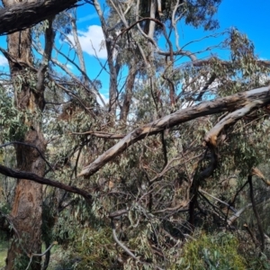 Eucalyptus bridgesiana at Jerrabomberra, ACT - 17 Nov 2021 03:35 PM