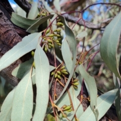 Eucalyptus bridgesiana at Jerrabomberra, ACT - 17 Nov 2021 03:35 PM