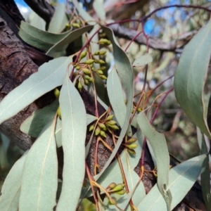 Eucalyptus bridgesiana at Jerrabomberra, ACT - 17 Nov 2021