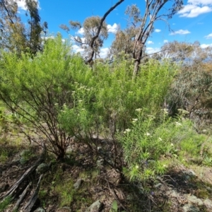 Cassinia longifolia at Jerrabomberra, ACT - 17 Nov 2021 03:08 PM