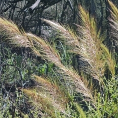 Austrostipa densiflora (Foxtail Speargrass) at Jerrabomberra, ACT - 17 Nov 2021 by Mike