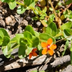 Lysimachia arvensis (Scarlet Pimpernel) at Jerrabomberra, ACT - 17 Nov 2021 by Mike