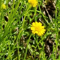 Calotis lappulacea (Yellow Burr Daisy) at Jerrabomberra, ACT - 17 Nov 2021 by Mike