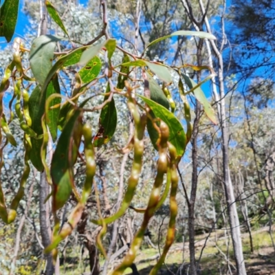 Acacia pycnantha (Golden Wattle) at Jerrabomberra, ACT - 17 Nov 2021 by Mike