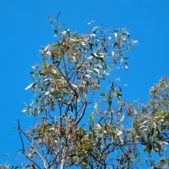 Acacia pycnantha at Jerrabomberra, ACT - 17 Nov 2021 02:34 PM