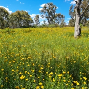 Xerochrysum viscosum at Jerrabomberra, ACT - 17 Nov 2021