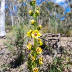 Verbascum virgatum (Green Mullein) at Jerrabomberra, ACT - 17 Nov 2021 by Mike