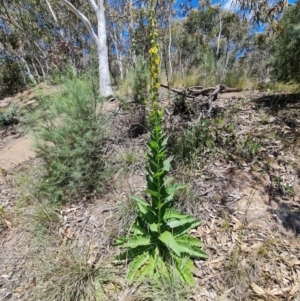 Verbascum virgatum at Jerrabomberra, ACT - 17 Nov 2021