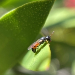 Hylaeus (Prosopisteron) littleri (Hylaeine colletid bee) at Yarralumla, ACT - 17 Nov 2021 by PeterA